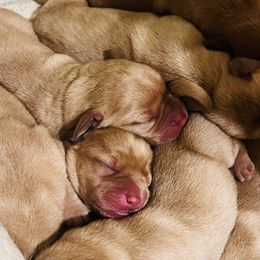 Labrador Retrievers from Twisted Wire Ranch Retrievers