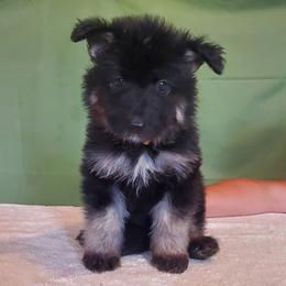 Boy 7 - male Shiloh Shepherd puppy in Caneadea, New York from Strauss Haus Shepherds