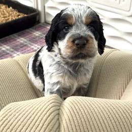 English Springer Spaniel Puppies from Butterfield Trail Farm