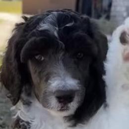 Poodles from Poodles of Valor