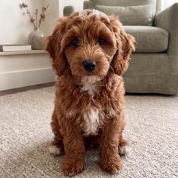 Penny - Goldendoodle