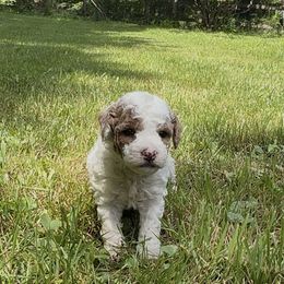 Nellie - Parti female Poodle puppy in New Milford, Pennsylvania from Cross's Poodle Puppies