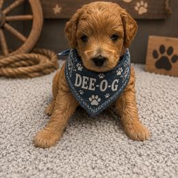 Dee-o-g - Apricot male Goldendoodle puppy in Aurora, Illinois from Chicago Goldendoodles