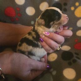 Siggy - Blue merle female Miniature Australian Shepherd puppy in Arlington, Texas from CopperHead Aussies