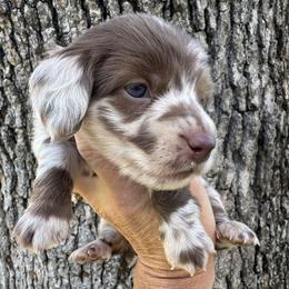 Girl 3 - Dapple female Dachshund puppy in Bentonville, Arkansas from Boujee Buns Dachshunds