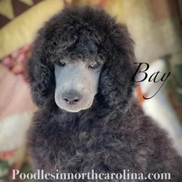 Bay - Silver male Poodle puppy in Greenville, North Carolina from Grace Poodles