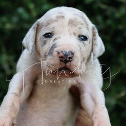 DAISY - Harlequin female Great Dane puppy in Denison, Texas from Hundeity Great Danes