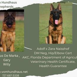 Male 2 - Black and red male German Shepherd puppy in Brooksville, Florida from Vom Hundhaus Shepherds