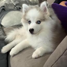 Thumper - Merle female Pomsky puppy in West Sacramento, California from Pinkie's Pomskies