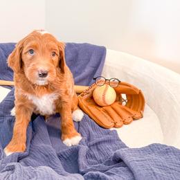 Squints - Apricot male Goldendoodle puppy in Marietta, Georgia from Reece + Co Doodles & Poodles