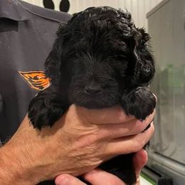 Cavapoos, Goldendoodles, Labradoodles, Poodles, and Sheepadoodles from Wagadoodlesnw