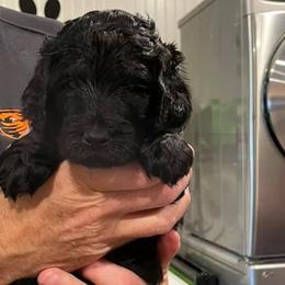 Cavapoos, Goldendoodles, Labradoodles, Poodles, and Sheepadoodles from Wagadoodlesnw