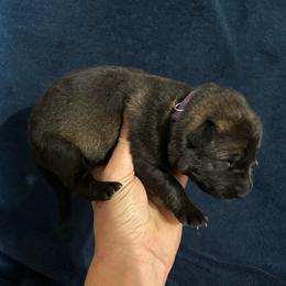 Jodie - Sable female German Shepherd puppy in Milan, Illinois from Stonewick German Shepherds