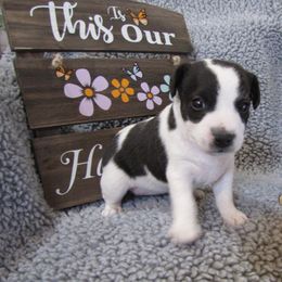 Jack Russell Terrier Puppies from Spritely Jack Russell Terriers