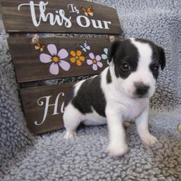 Jack Russell Terrier Puppies from Spritely Jack Russell Terriers