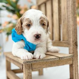 Cruise - Parti male Goldendoodle puppy in Queen Creek, Arizona from Goldendoodle AZ