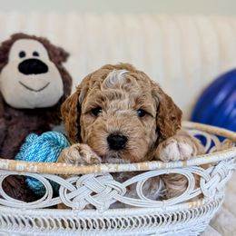 Peanut - Apricot male Goldendoodle puppy in Alta, Utah from BestieDoodles