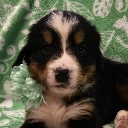 Pink girl - Bernese Mountain Dog puppy in Lecanto, Florida from DBDR Berners and Saints