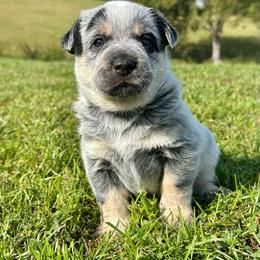 Patches - Blue male Australian Cattle Dog puppy in Olive Hill, Kentucky from Tompkins Farm