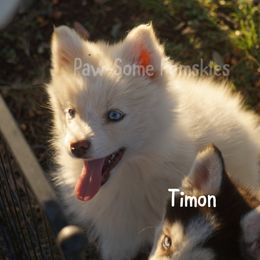 Timon - White male Pomsky puppy in Krum, Texas from Paw-Some Pomskies