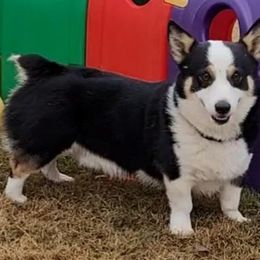 Rooster - Pembroke Welsh Corgi