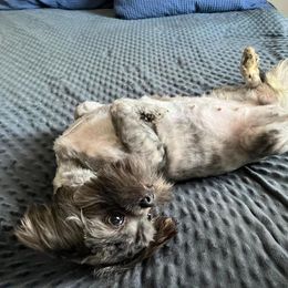 Chammy - Shih Tzu
