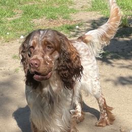 Mr Charlie - English Springer Spaniel