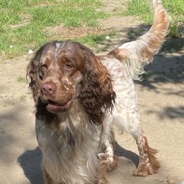 Mr Charlie - English Springer Spaniel