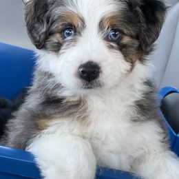 Aussiedoodle Puppies from Crystal Ridge Doodles