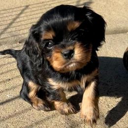 Cavalier King Charles Spaniel Puppies from Gold Country Cavaliers