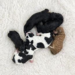 Stan - Parti male Poodle puppy in Lancaster, Missouri from Cavapoo Acres