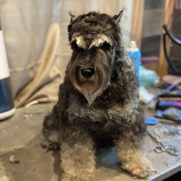 Selah - Miniature Schnauzer