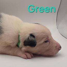 Green - Black and white female Border Collie puppy in Itasca, Texas from KMA Ranch