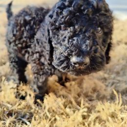 Poodle Puppies from Luck O the Doodle