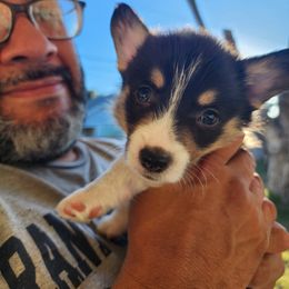 Pembroke Welsh Corgi Puppies from Shelly Bean Corgis