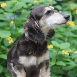 Dachshund All Grown Up from Bowdachs Cream Pies