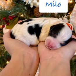 Milo - Tri-color male Bernedoodle puppy in Auburndale, Florida from Florida Mini Bernedoodles