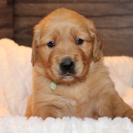 Golden Retriever Puppies from Studley Hill Goldens, LLC.