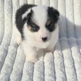 AYDEN - White and black male Pembroke Welsh Corgi puppy in Walker, Iowa from Double K Corgis