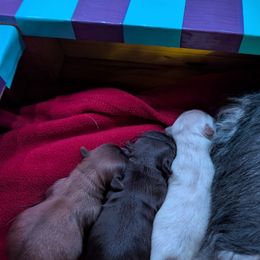 Havanese Puppies from LaBeouf Havanese’s