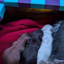 Havanese Puppies from LaBeouf Havanese’s