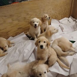 Golden Retriever puppies from Denali Kennels