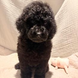 Nala - Black female Poodle puppy in Troy, New Hampshire from SP Standard Poodles