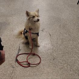 Fern - Wolf sable female Pomsky puppy in Weir, Texas from Bluebonnet Pomskies