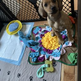 Rhodesian Ridgeback Puppies from Lyonnese Rhodesian Ridgebacks