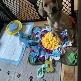 Rhodesian Ridgeback Puppies from Lyonnese Rhodesian Ridgebacks