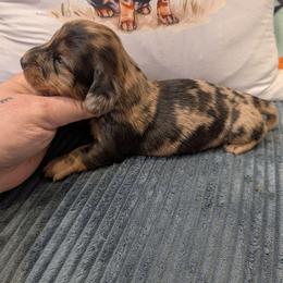 Otto - Dapple male Dachshund puppy in Barnard, Missouri from KB Doxies