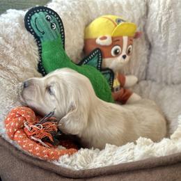 Ron - Cream male Dachshund puppy in Tahlequah, Oklahoma from Love Some Dogs Dachshunds & Cavalier King Charles Spaniels,Cavapoos