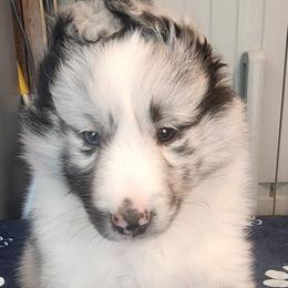 Dunkin - Blue merle and white male Shetland Sheepdog puppy in Weedsport, New York from M&M Shelties and Smooch-A-Bulls English Bulldogs