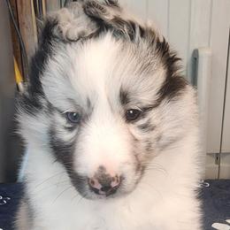 Dunkin - Blue merle and white male Shetland Sheepdog puppy in Weedsport, New York from M&M Shelties and Smooch-A-Bulls English Bulldogs